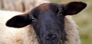 photo de mouton qui n'a pas l'air content